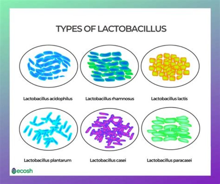 What is normal lactobacillus species?