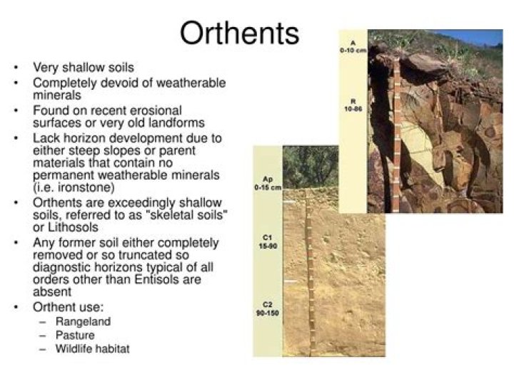 What is orthents soil?
