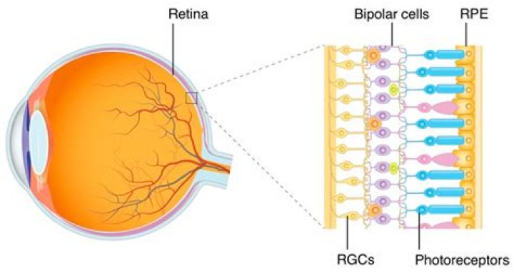 What is photoreceptive organ?