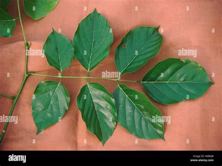 What is Pongamia pinnata leaves?