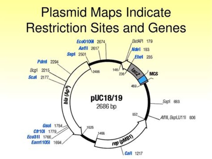 What is pUC18 plasmid?