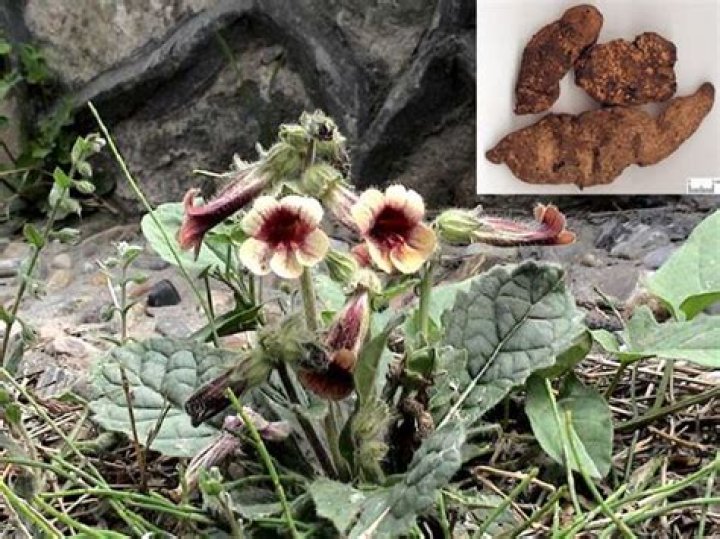 What is Rehmannia glutinosa used for?