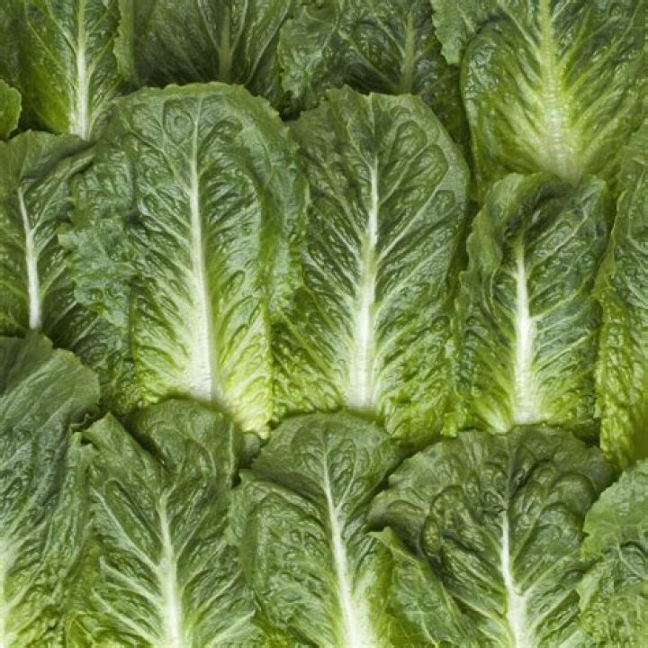 What is romromaine lettuce?