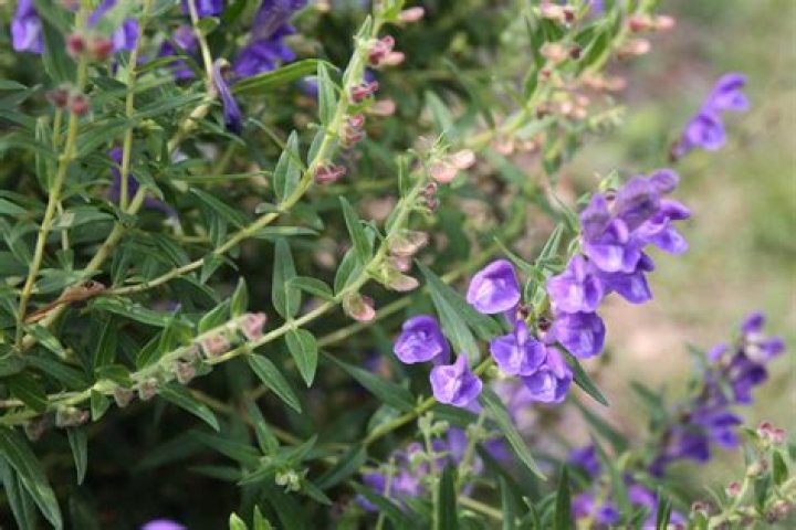 What is Scutellaria baicalensis used for?