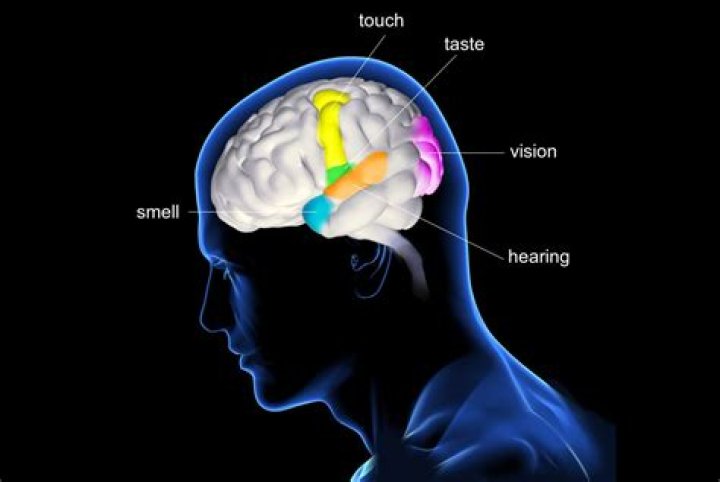 What is sense of taste in psychology?