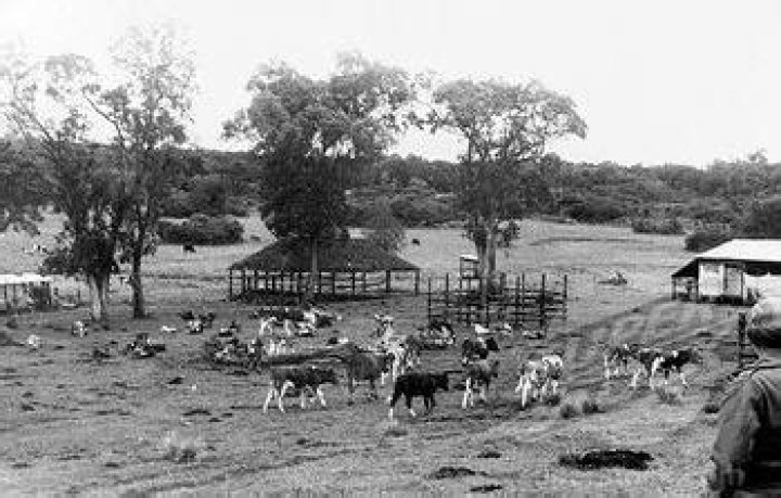 What is settler farming?