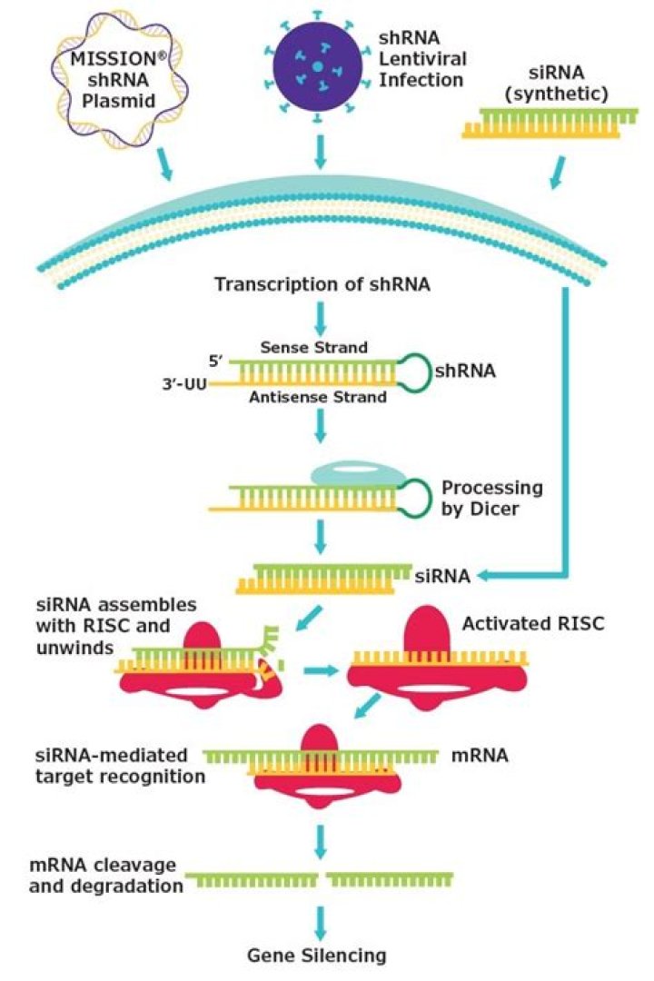 What is shRNA library?