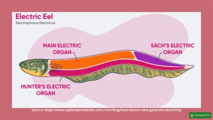 What is special about electric eels?