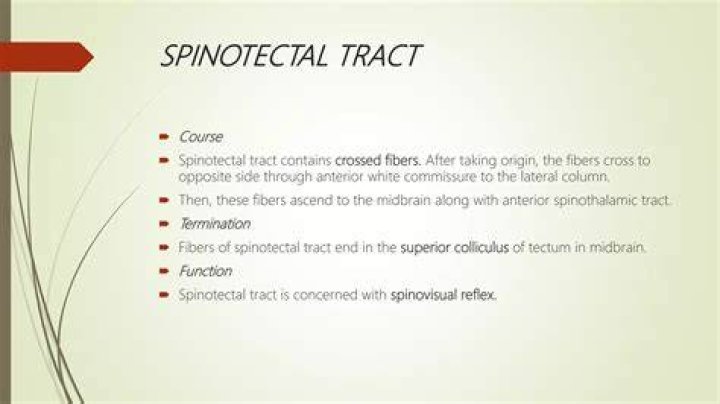 What is Spinotectal tract?
