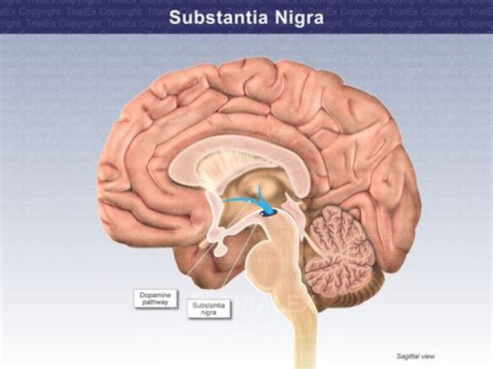 What is substantia nigra compacta?