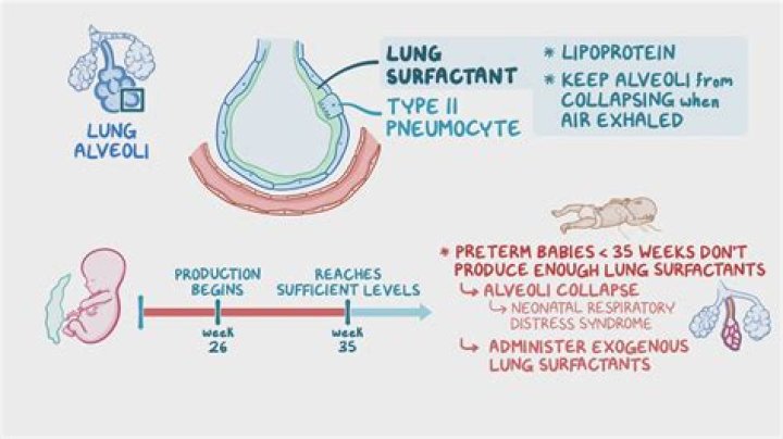 What is surfactin used for?