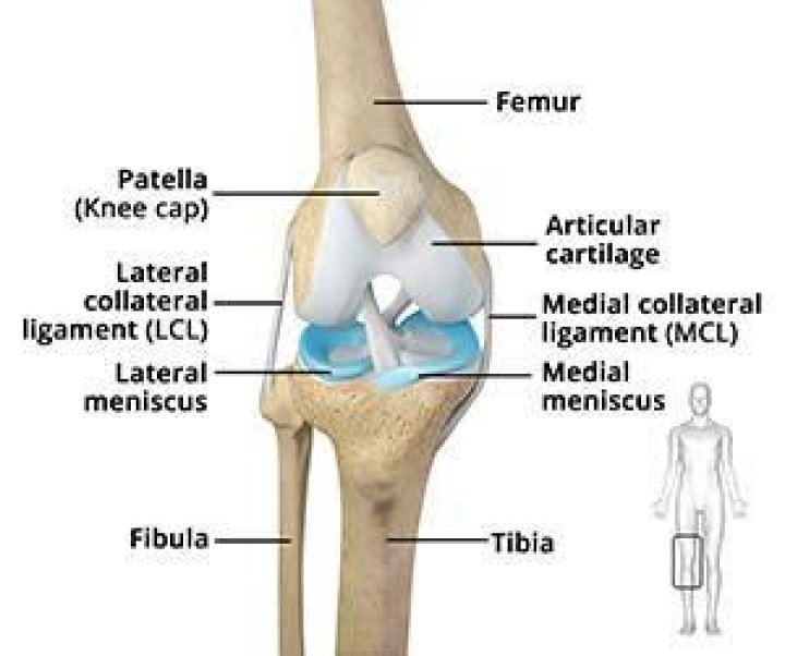 What is the backside of the knee called?