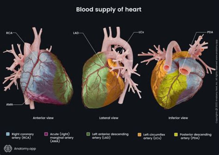 What is the bare area of the heart?