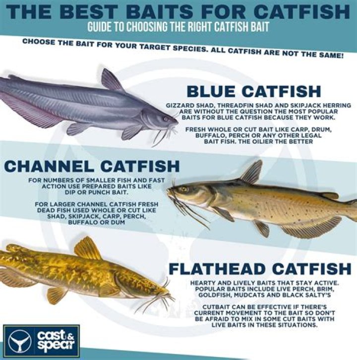 What is the best bait to use to catch catfish?