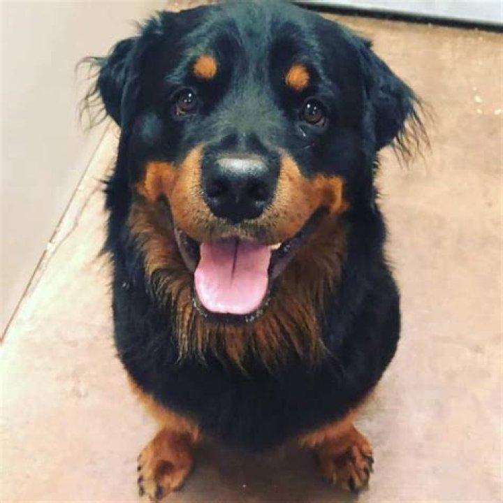 What is the best breed to mix with a Rottweiler?