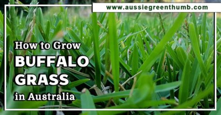 What is the best Buffalo grass in Australia?