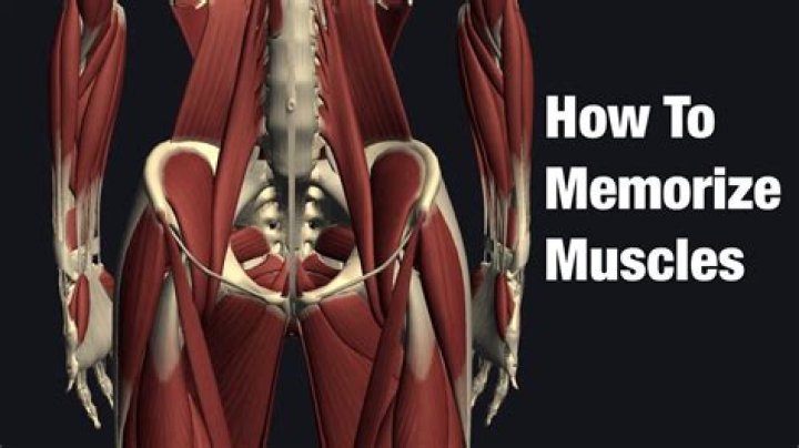 What is the best way to memorize muscles?