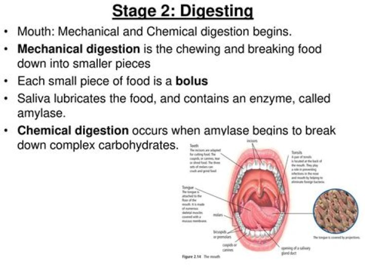 What is the chemical and mechanical breakdown of food called?