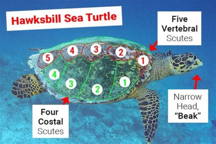 What is the classification of a hawksbill sea turtle?