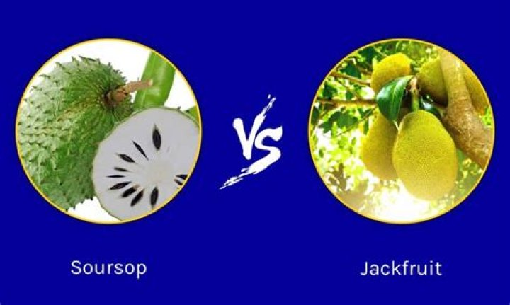 What is the classification of jackfruit?