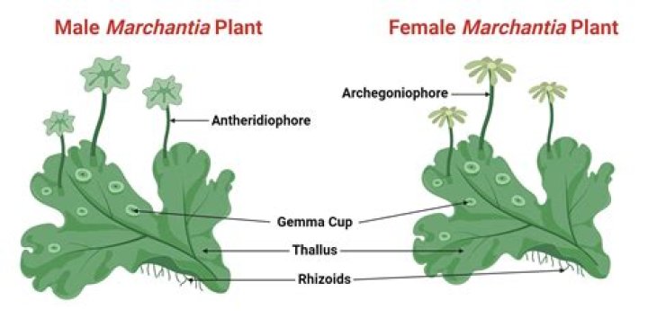 What is the common name for Marchantiophyta?