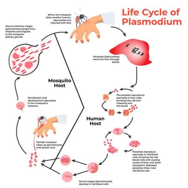 What is the correct order of events of the Plasmodium life cycle?