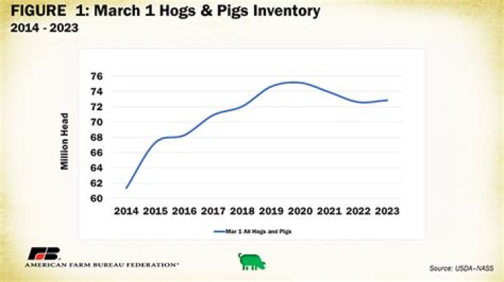 What is the current market price for market hogs?