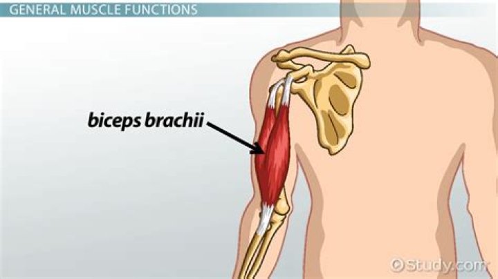 What is the definition of biceps brachii?