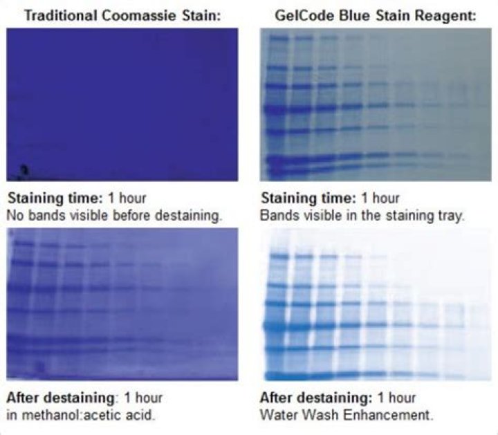 What is the detection limit of Coomassie blue staining?