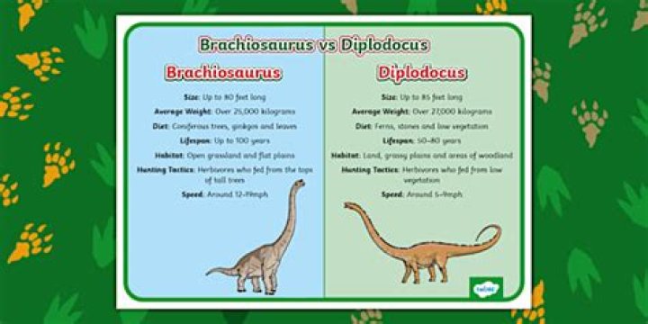 What is the difference between a diplodocus and Brachiosaurus?