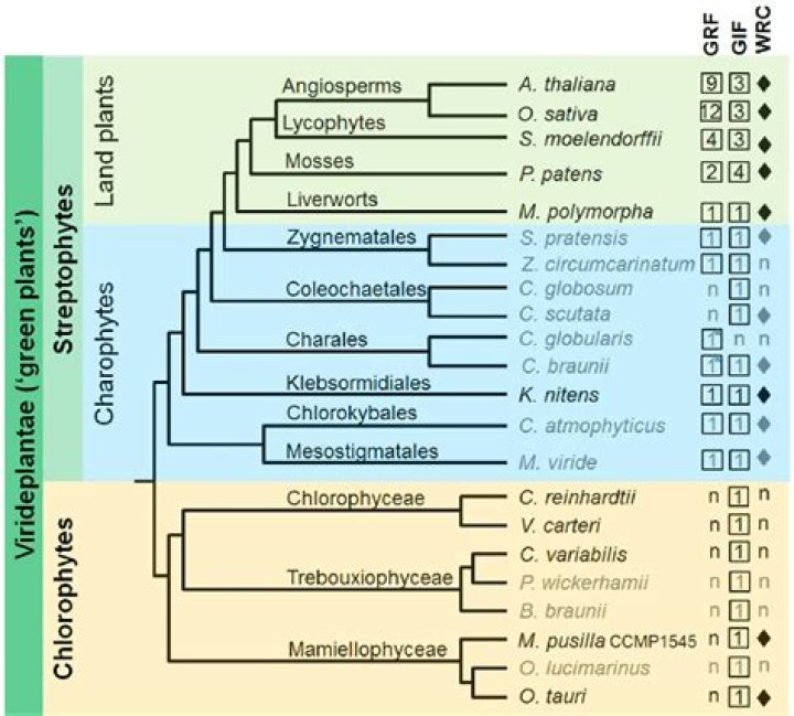 What is the difference between Chlorophytes and charophytes?