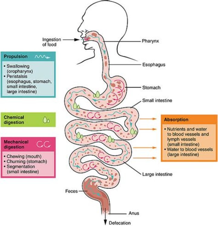 What is the difference between digestion absorption and assimilation?