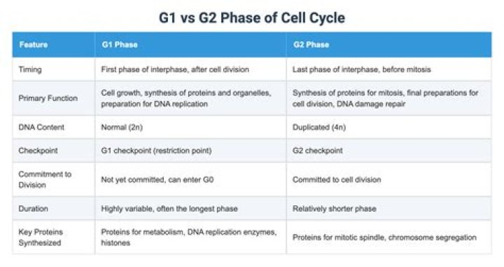 What is the difference between Gluconorm G1 and G2?