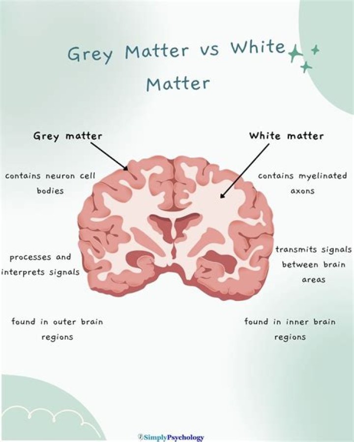 What is the difference between grey matter and white matter?