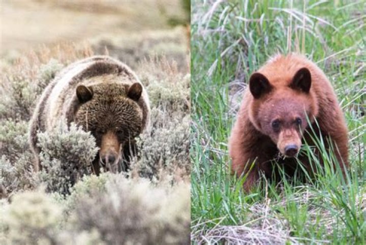 What is the difference between grizzly bears and black bears?