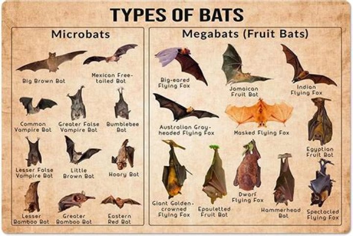 What is the difference between megabats and microbats?
