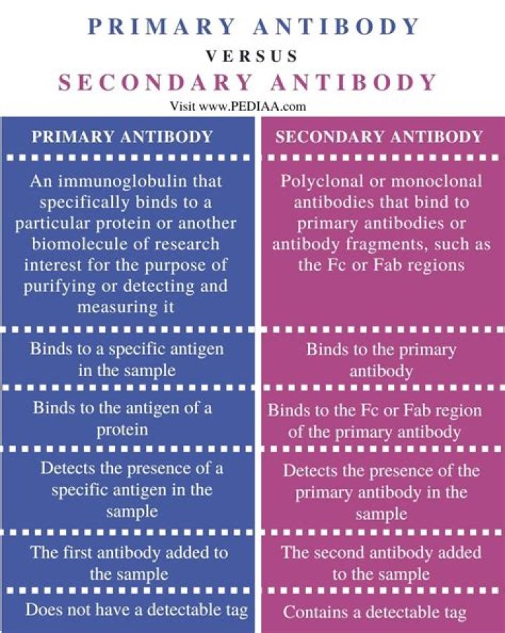 What is the difference between primary and secondary amyloidosis?