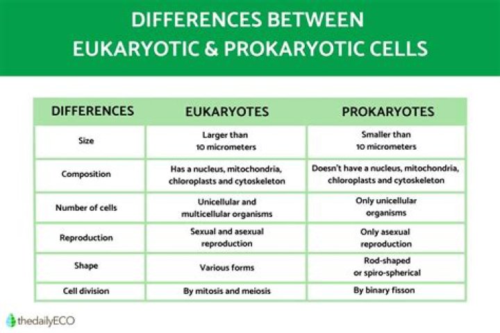 What is the difference between prokaryotic and eukaryotic genes?