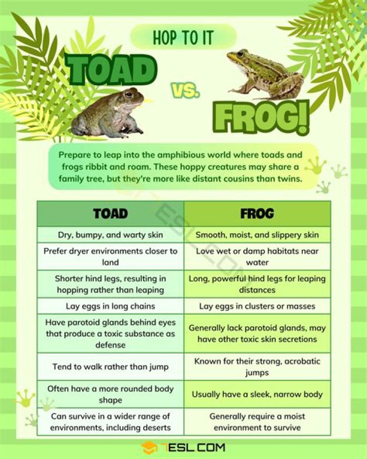 What is the difference between Toad and Frog?