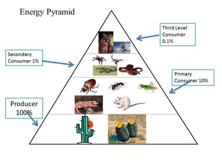 What is the energy pyramid of the desert?