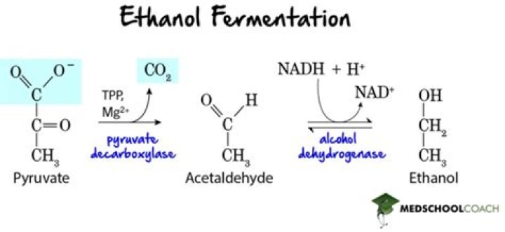 What is the equation for ethanol fermentation?