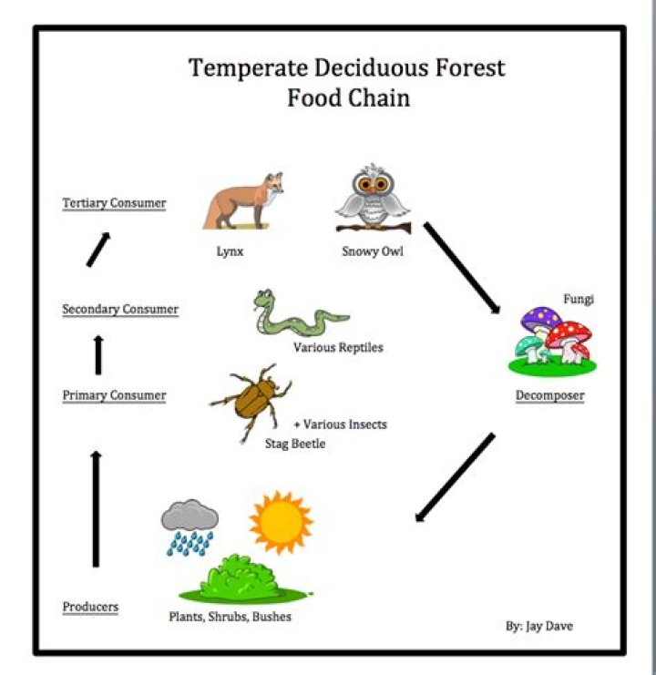 What is the food chain for the deciduous forest?