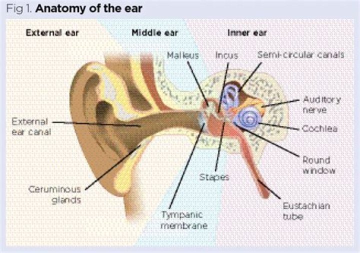 What is the function of external ear?