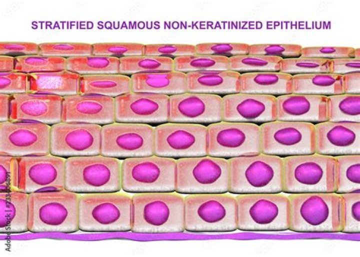 What is the function of non-keratinized epithelium?