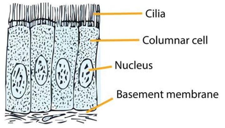 What is the function of the ciliated columnar cells?