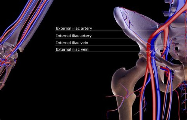 What is the function of the external iliac vein?