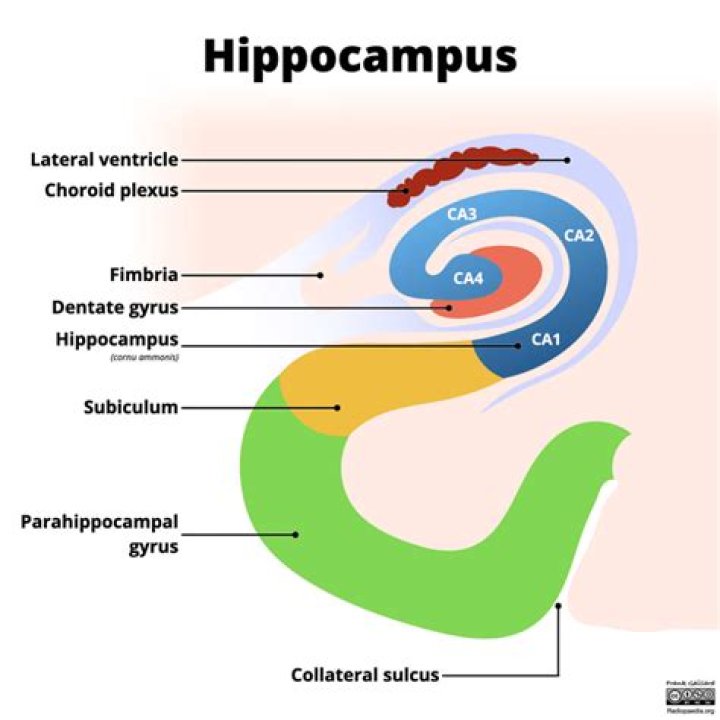What is the function of the hippocampal formation?