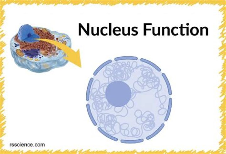 What is the function of the nucleus in a cell?