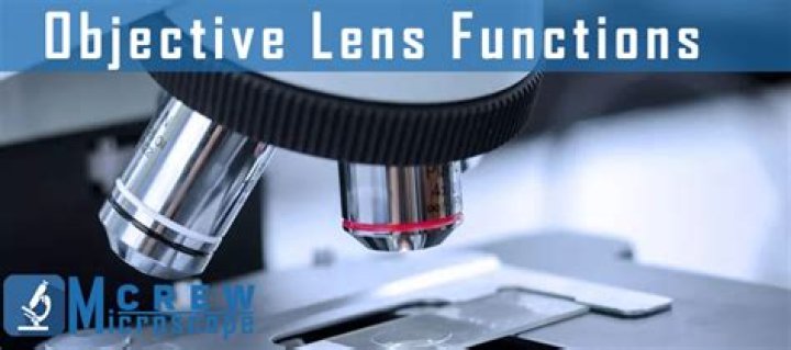 What is the function of the objective on a microscope?