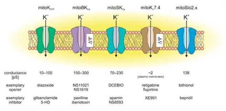 What is the function of the potassium channel?